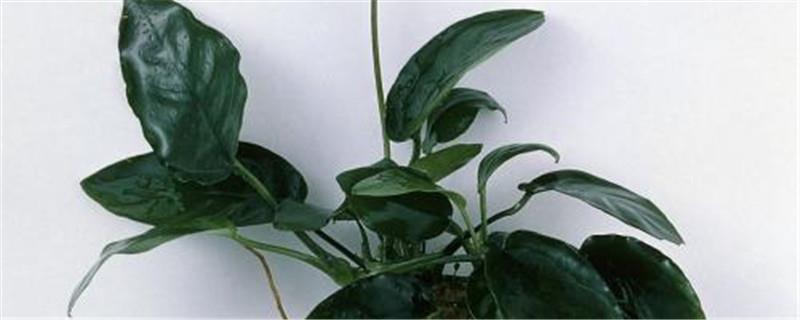 How to raise water ficus