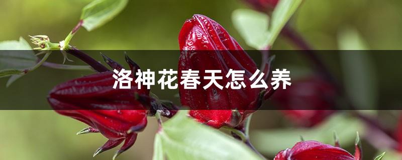 How to grow roselle flowers in spring