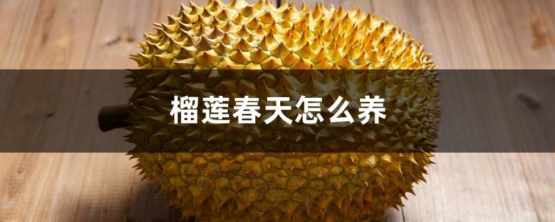 How to grow durian in spring