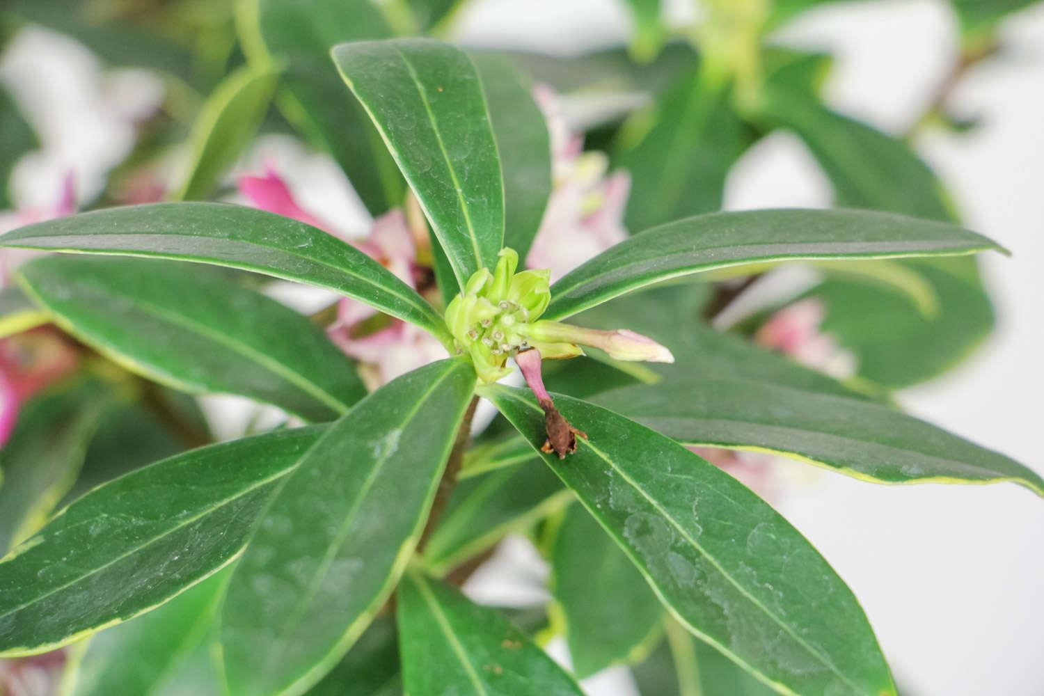 Daphne phylla