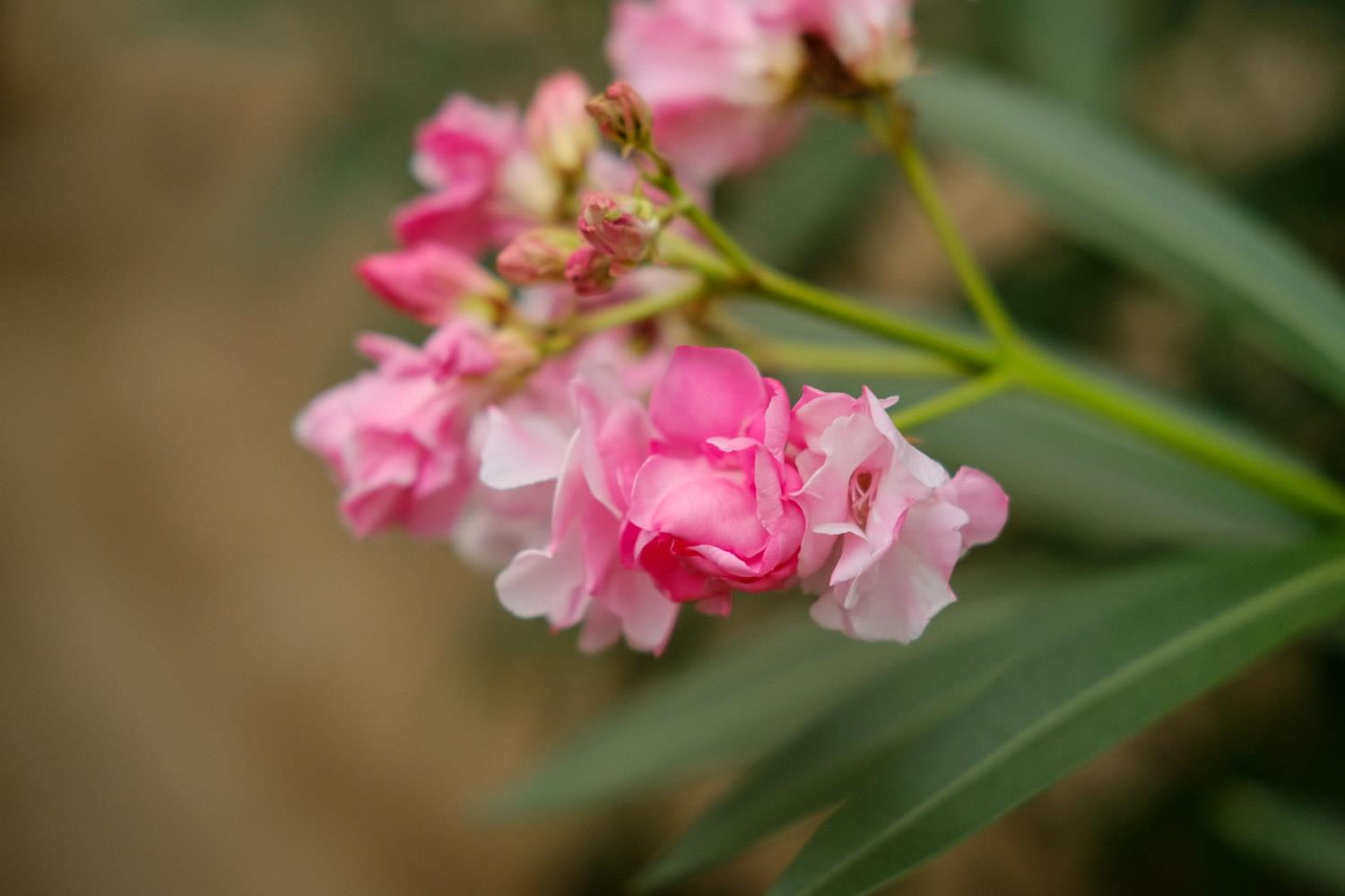 Oleander