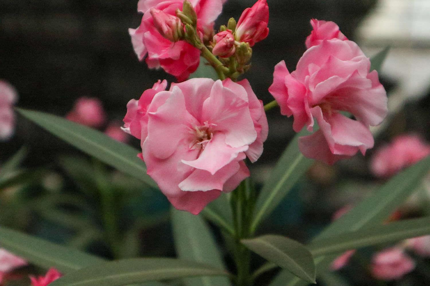 Oleander