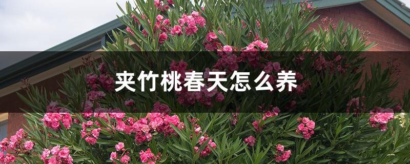 How to grow oleander in spring