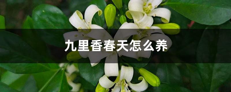 How to raise Jiulixiang in spring