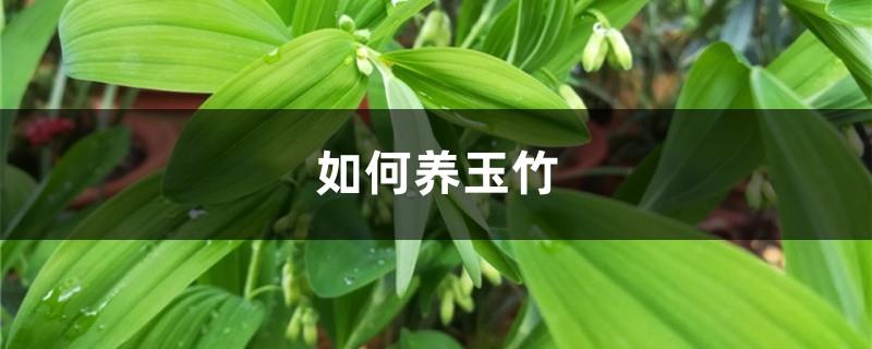 How to grow Polygonatum odorifera