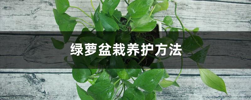 Pothos potted plant maintenance method