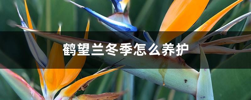 How to care for Strelitzia reginae in winter