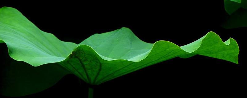 How to grow lotus leaves