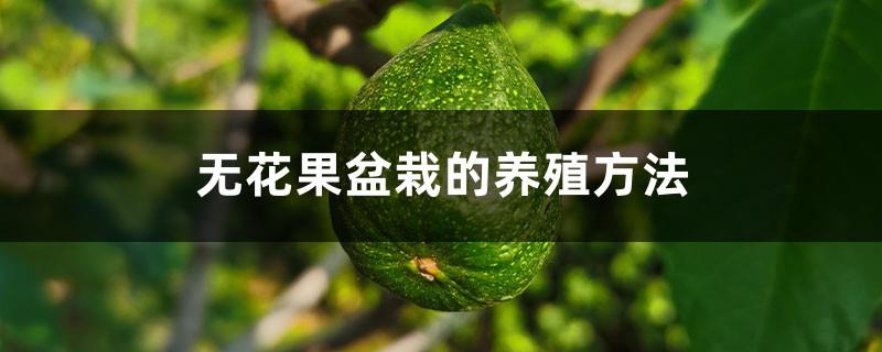 How to breed potted figs