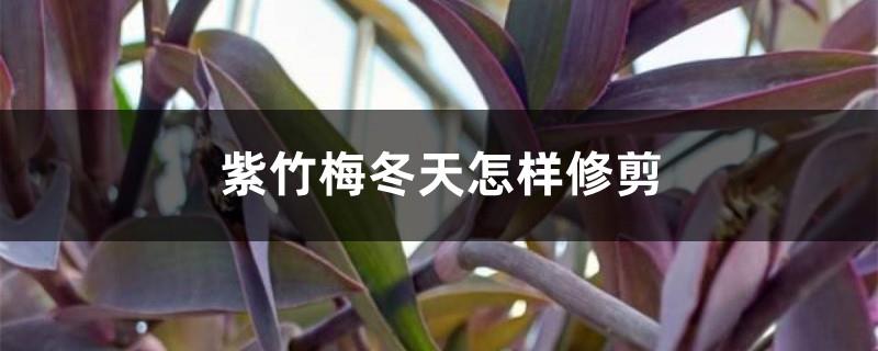 How to prune purple bamboo plum in winter