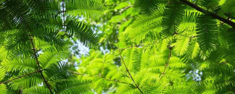 How to raise metasequoia