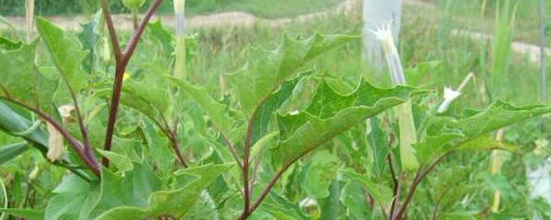 Gastrodia elata cultivation method