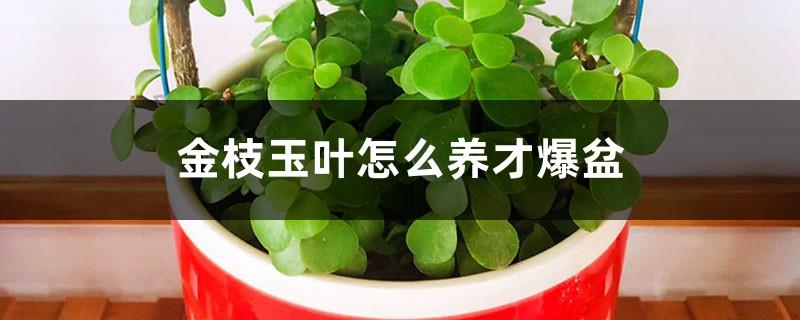 How to grow golden branches and jade leaves so that the basin will burst