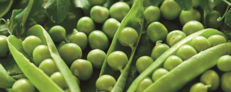 How and when to plant peas