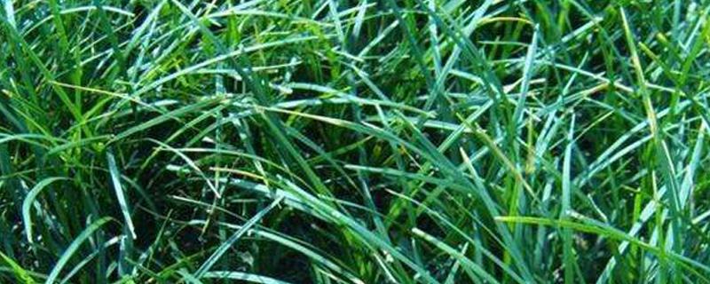 When to sow ryegrass