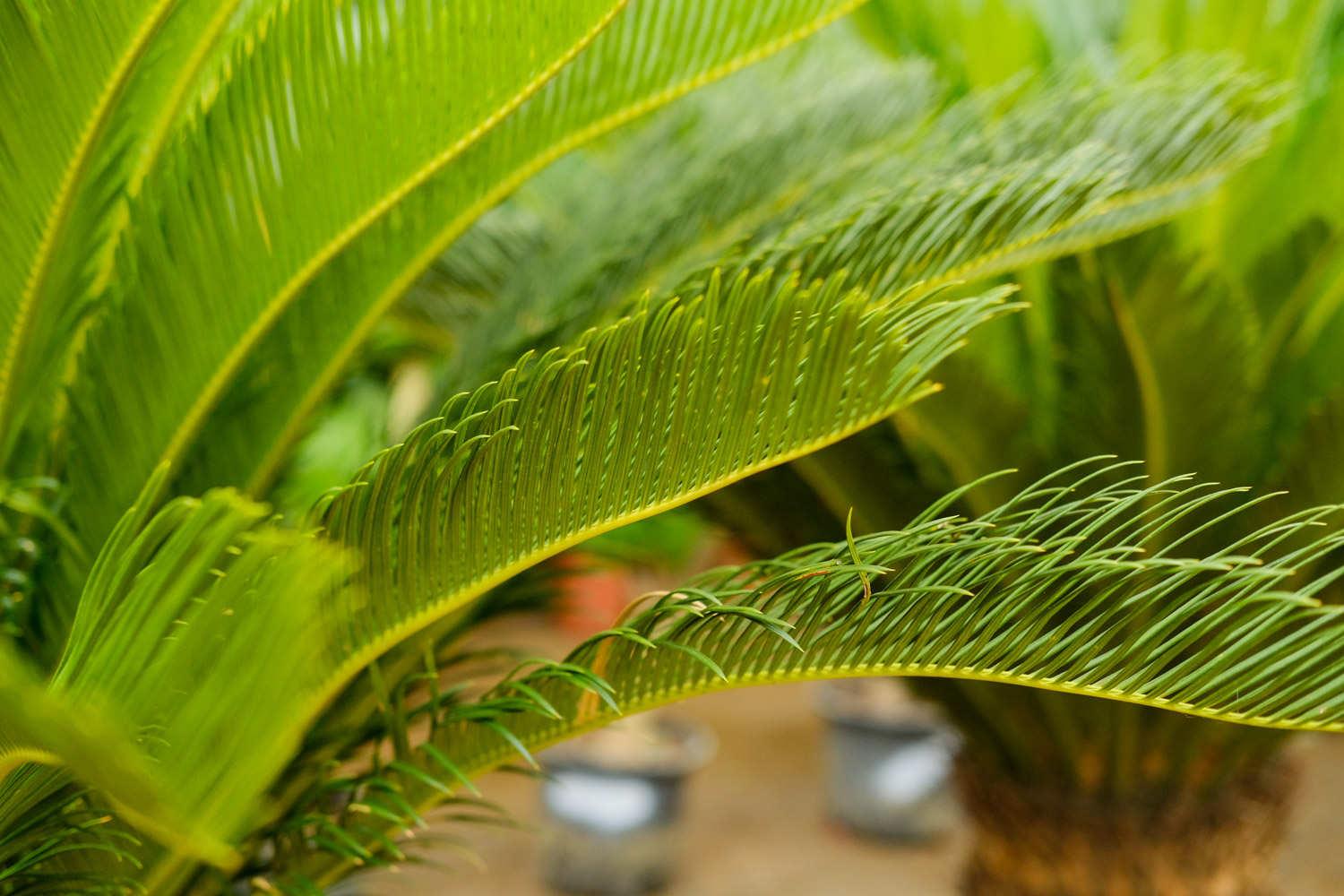 Cycad