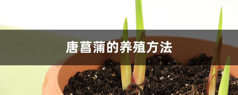 Cultivation methods of Gladiolus