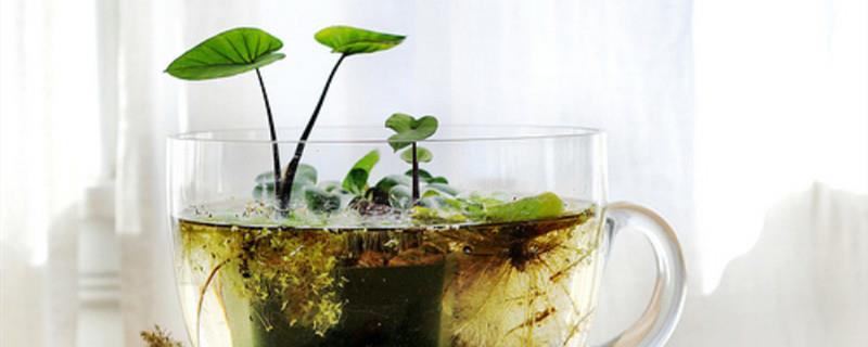 How to grow aquatic plants