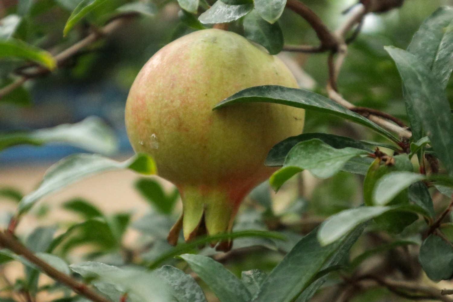 Pomegranate