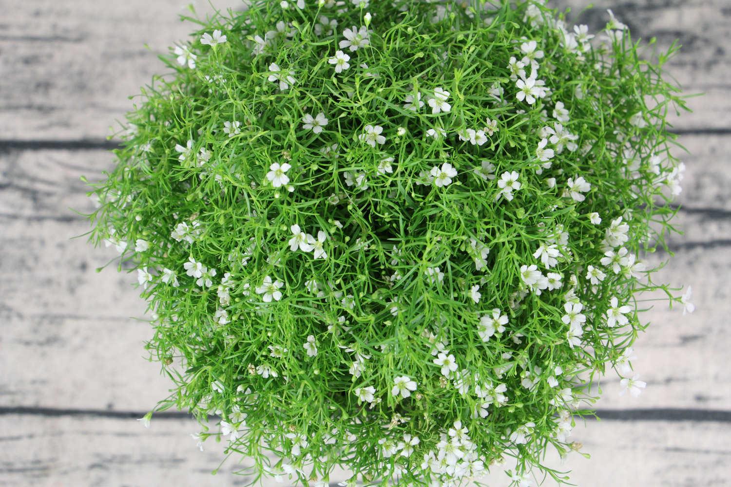 Gypsophila