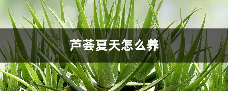 How to grow aloe vera in summer