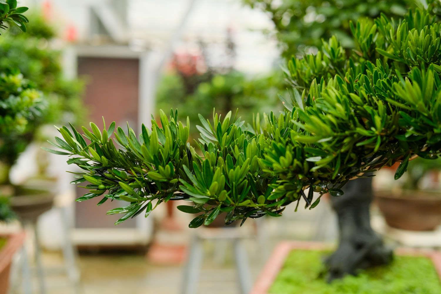 Podocarpus