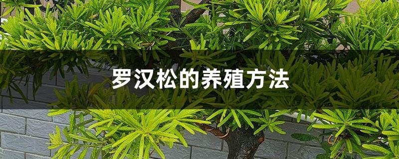 Cultivation methods of Podocarpus