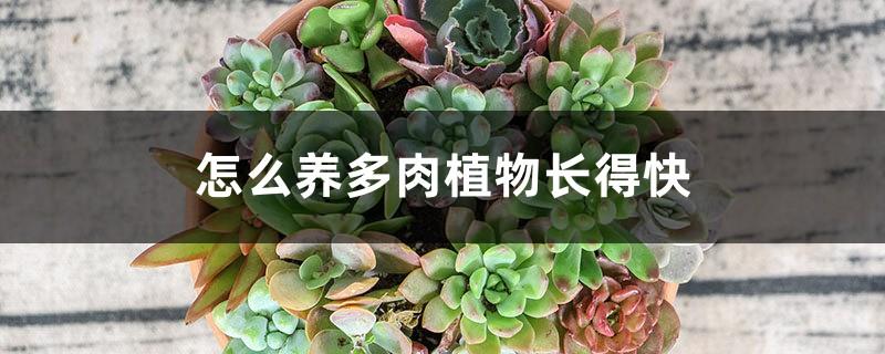 How to raise succulents to grow fast