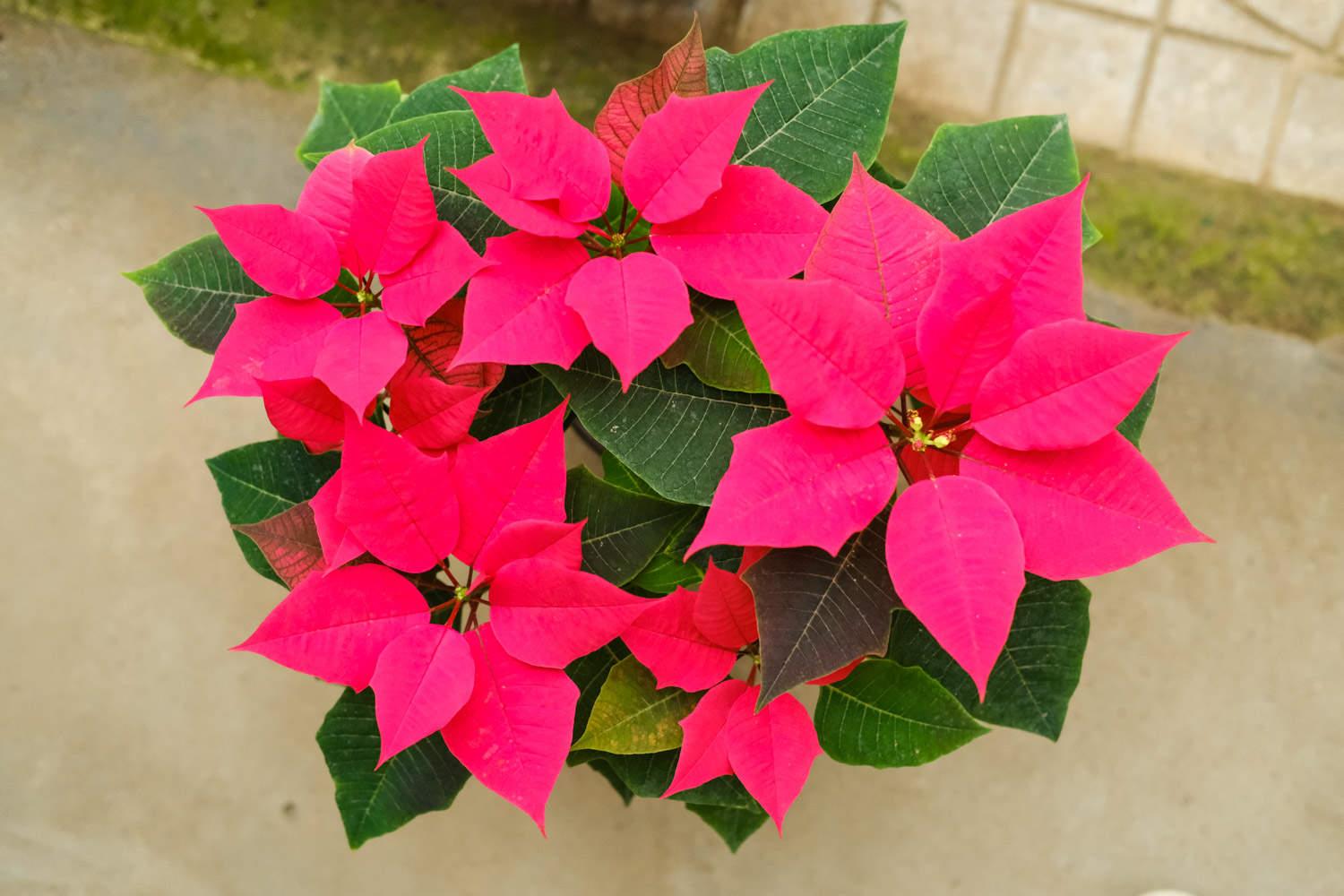 poinsettia