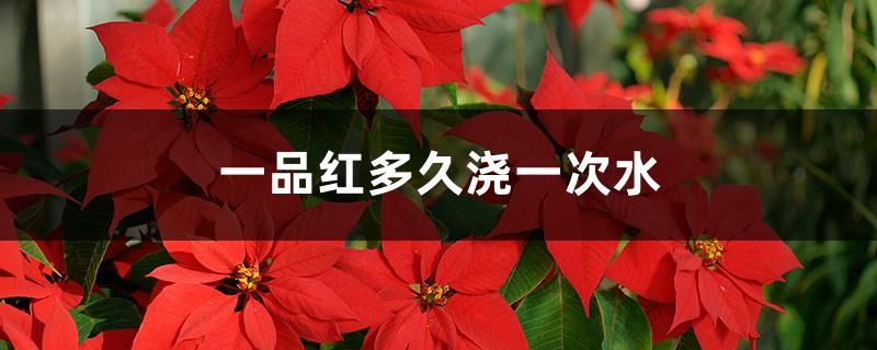 How often to water a poinsettia