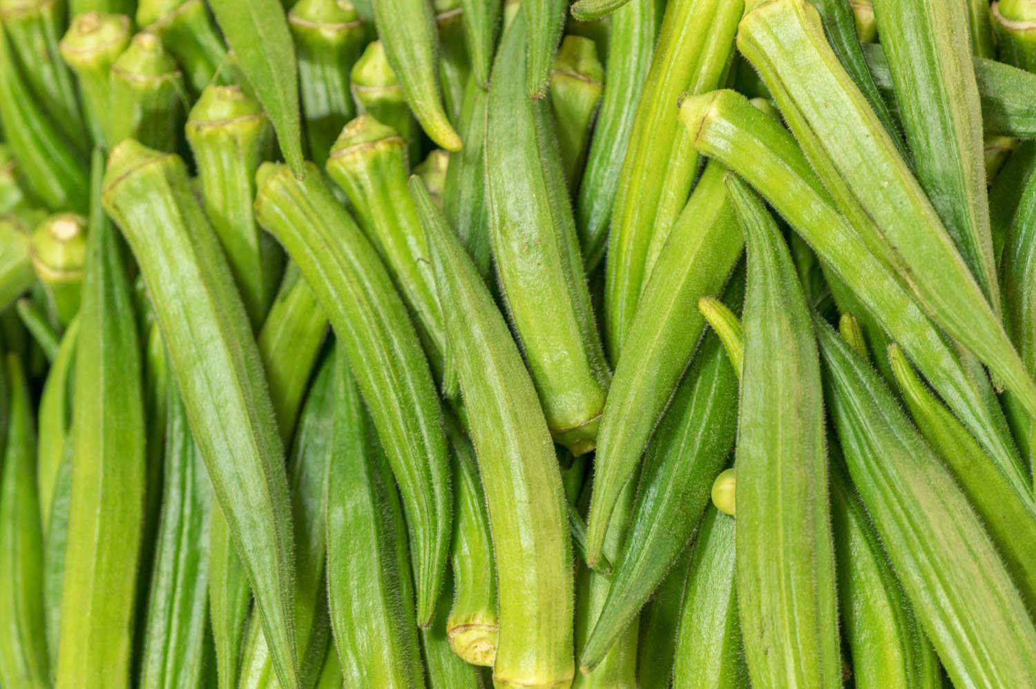 Okra