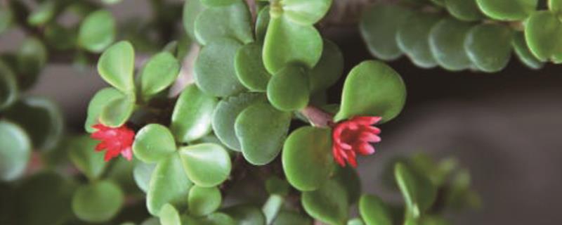 How to raise a purslane tree to bloom