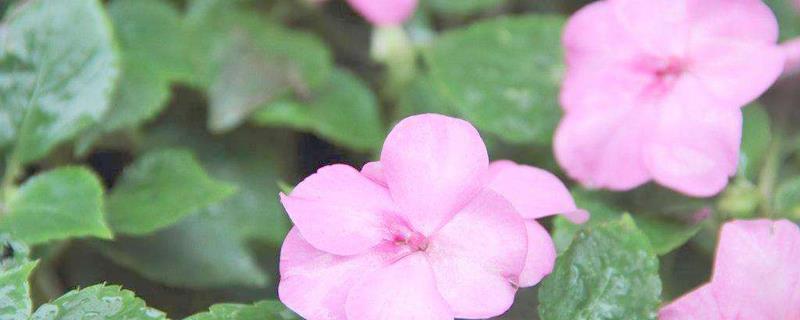 How to plant impatiens