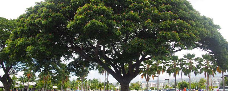 How to grow potted banyan trees in winter