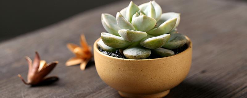 How to raise succulents in autumn