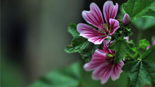 The difference between mallow and hollyhock