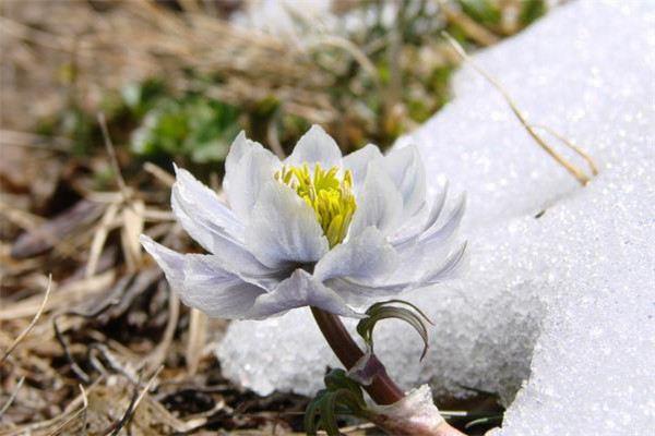 Appreciation of snow lotus pictures