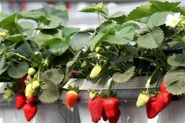 Amazing! Those vegetable bonsais that are more beautiful than flowers