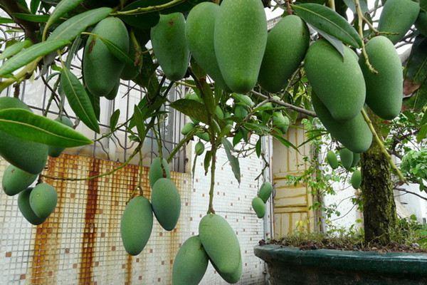 Can you still do this after eating mango and mangosteen? Never throw it away in the future