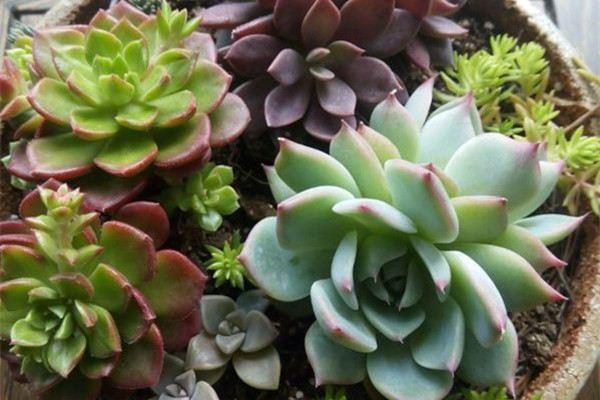 Novices can breed succulents, these 5 types can be cultivated