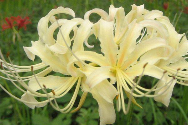The difference between datura flower, datura flower and mandala flower