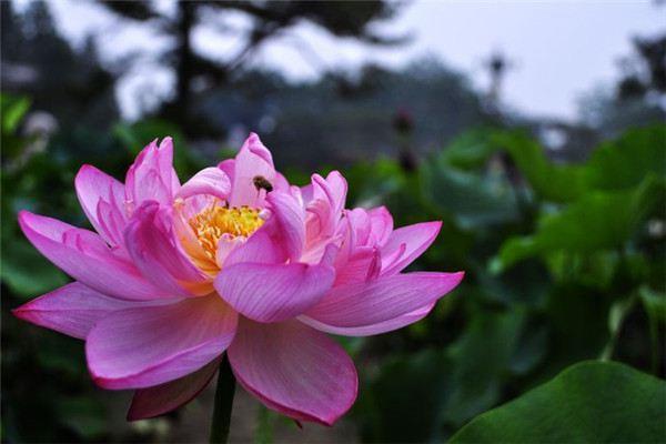 Types of potted lotus