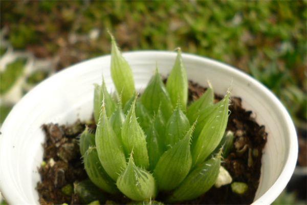 How to grow crystal lotus