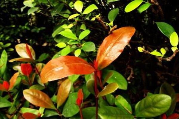 How to grow red-scaled Syzygium japonica