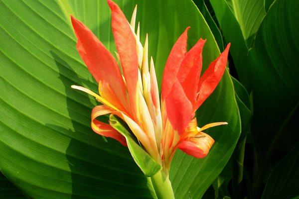 The Difference Between Canna and Bird of Paradise