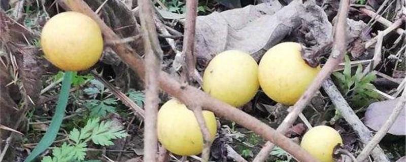 Cultivation method of yellow fruit eggplant