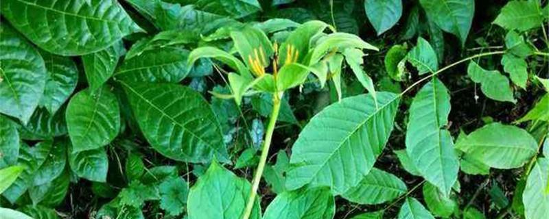 Methods and precautions for cultivating Aesculus aesculata