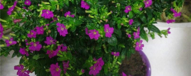 How to grow purple cigar flowers and precautions