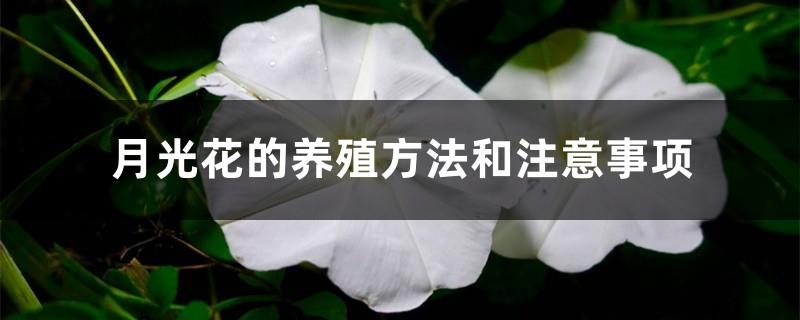 Moonflower cultivation methods and precautions