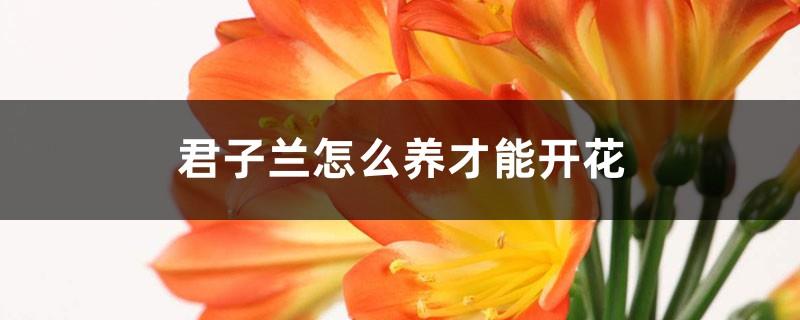 How to raise Clivia so that it can bloom? What are the signs of Clivia blooming?